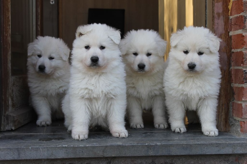 chiot Berger Blanc Suisse of Easy White